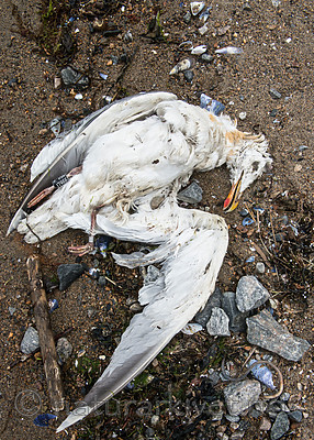 BB 15 0319 / Larus argentatus / Gråmåke